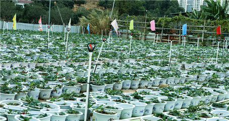 度假農家樂-農家樂-千田莊園